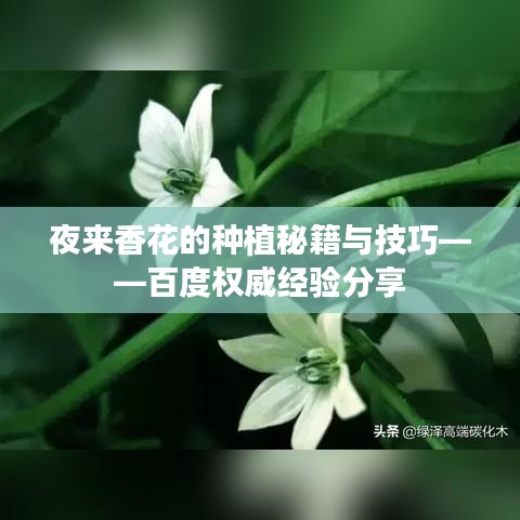 夜来香花的种植秘籍与技巧——百度权威经验分享