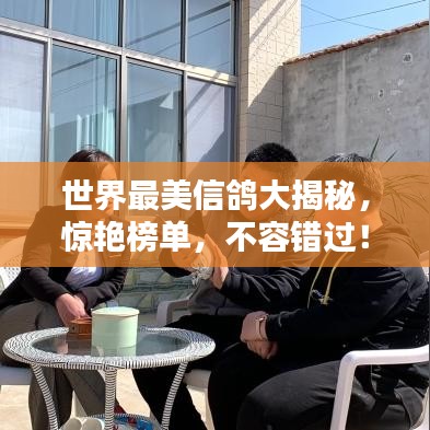 世界最美信鸽大揭秘，惊艳榜单，不容错过！