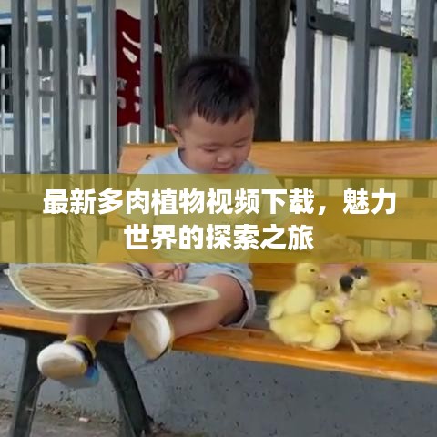 最新多肉植物视频下载，魅力世界的探索之旅