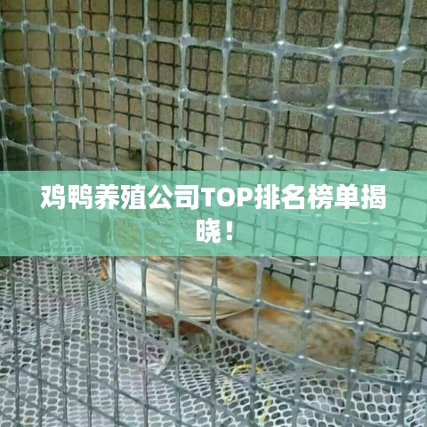 鸡鸭养殖公司TOP排名榜单揭晓！