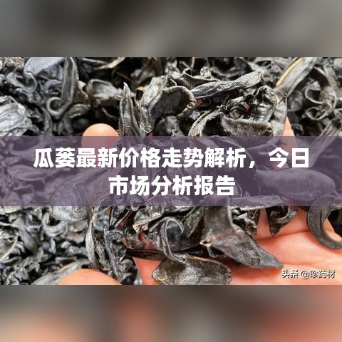 瓜蒌最新价格走势解析，今日市场分析报告