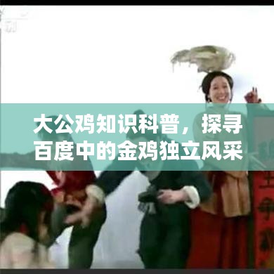 大公鸡知识科普，探寻百度中的金鸡独立风采