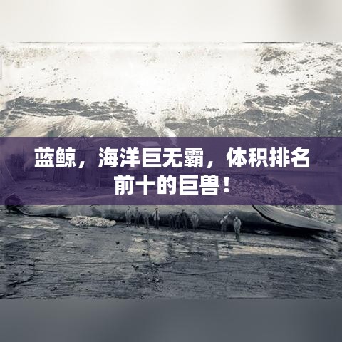 蓝鲸，海洋巨无霸，体积排名前十的巨兽！