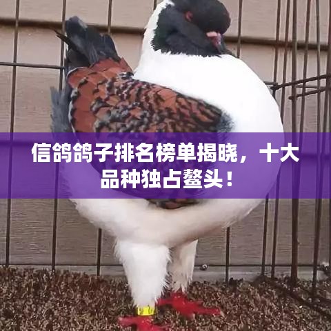 信鸽鸽子排名榜单揭晓，十大品种独占鳌头！