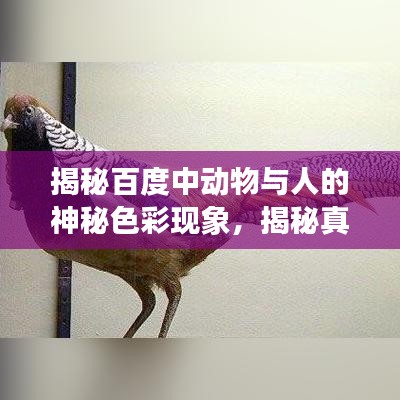 揭秘百度中动物与人的神秘色彩现象，揭秘真相，探寻奥秘