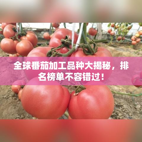 全球番茄加工品种大揭秘，排名榜单不容错过！