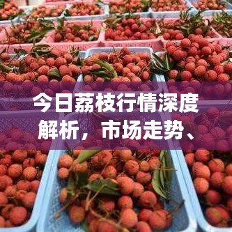 今日荔枝行情深度解析，市场走势、价格及趋势预测
