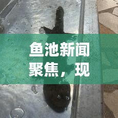 鱼池新闻聚焦，现代渔业发展开启新篇章
