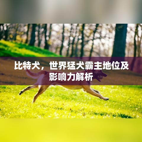 比特犬，世界猛犬霸主地位及影响力解析