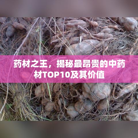 药材之王，揭秘最昂贵的中药材TOP10及其价值