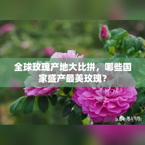 全球玫瑰产地大比拼，哪些国家盛产最美玫瑰？