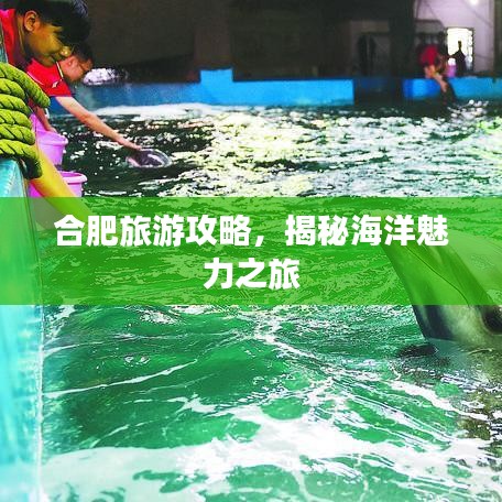 合肥旅游攻略，揭秘海洋魅力之旅