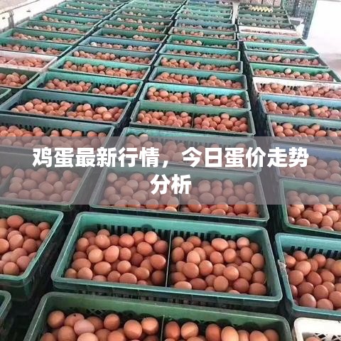 鸡蛋最新行情，今日蛋价走势分析