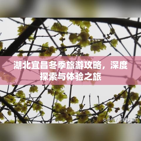 湖北宜昌冬季旅游攻略，深度探索与体验之旅