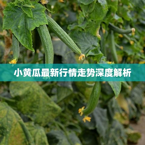 小黄瓜最新行情走势深度解析