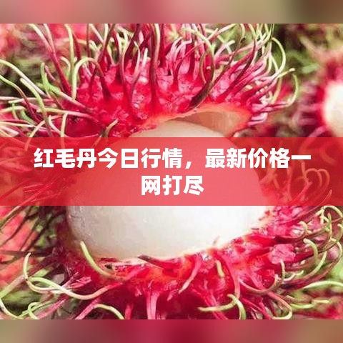 红毛丹今日行情，最新价格一网打尽